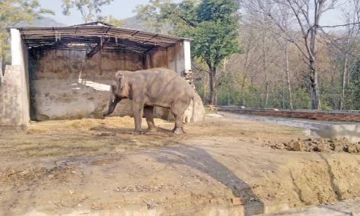 Elephant in its enclosure at Marghazar Zoo below the Margalla Hills, Islamabad