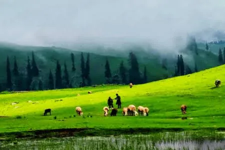 Green meadow with grazing sheep and pine trees in morning mist at Shogran